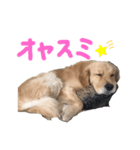 ゆるっとゴールデンレトリーバー（個別スタンプ：4）