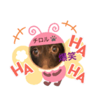 ミニチュアチロル君（個別スタンプ：3）