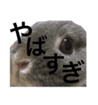 おもちくんです（個別スタンプ：4）