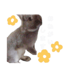 おもちくんです（個別スタンプ：5）