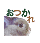 おもちくんです（個別スタンプ：6）