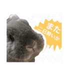 おもちくんです（個別スタンプ：12）