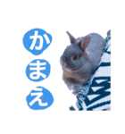おもちくんです（個別スタンプ：13）
