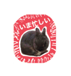 おもちくんです（個別スタンプ：15）