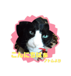 猫のアトムとリスのるかの仲良しスタンプ（個別スタンプ：19）