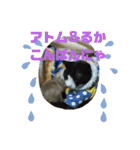 猫のアトムとリスのるかの仲良しスタンプ（個別スタンプ：20）