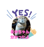 猫のアトムとリスのるかの仲良しスタンプ（個別スタンプ：29）