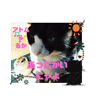 猫のアトムとリスのるかの仲良しスタンプ（個別スタンプ：31）