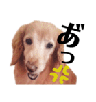 ダックス界のニマニマ王子 3（個別スタンプ：12）