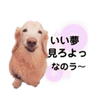 ダックス界のニマニマ王子 3（個別スタンプ：38）