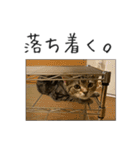 猫のアメリ（個別スタンプ：14）