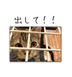 猫のアメリ（個別スタンプ：27）