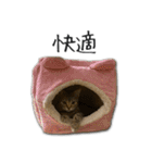 猫のアメリ（個別スタンプ：35）