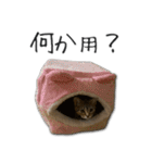 猫のアメリ（個別スタンプ：37）