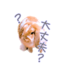 うさぎのロップイヤー（個別スタンプ：1）