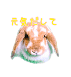 うさぎのロップイヤー（個別スタンプ：2）