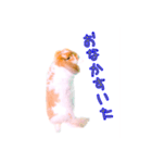 うさぎのロップイヤー（個別スタンプ：3）