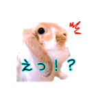 うさぎのロップイヤー（個別スタンプ：4）