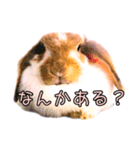 うさぎのロップイヤー（個別スタンプ：5）