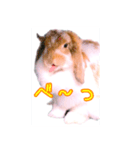 うさぎのロップイヤー（個別スタンプ：6）