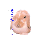 うさぎのロップイヤー（個別スタンプ：7）