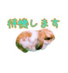 うさぎのロップイヤー（個別スタンプ：8）