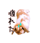 うさぎのロップイヤー（個別スタンプ：9）