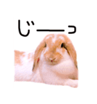 うさぎのロップイヤー（個別スタンプ：11）