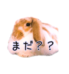 うさぎのロップイヤー（個別スタンプ：13）
