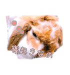 うさぎのロップイヤー（個別スタンプ：14）