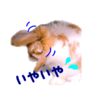 うさぎのロップイヤー（個別スタンプ：16）