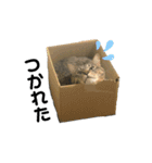 MAMEZOU_（個別スタンプ：4）