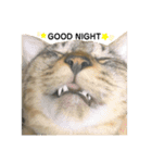 MAMEZOU_（個別スタンプ：5）