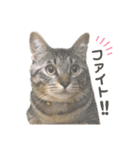 MAMEZOU_（個別スタンプ：9）