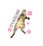 MAMEZOU_（個別スタンプ：11）