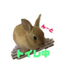 ミニウサギすたんぷ（個別スタンプ：2）