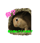 ミニウサギすたんぷ（個別スタンプ：3）