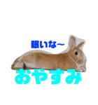 ミニウサギすたんぷ（個別スタンプ：5）