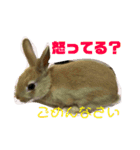 ミニウサギすたんぷ（個別スタンプ：6）