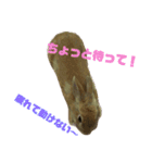 ミニウサギすたんぷ（個別スタンプ：7）