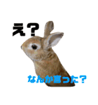 ミニウサギすたんぷ（個別スタンプ：8）
