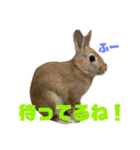 ミニウサギすたんぷ（個別スタンプ：9）