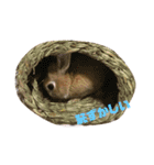 ミニウサギすたんぷ（個別スタンプ：10）