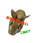 ミニウサギすたんぷ（個別スタンプ：11）
