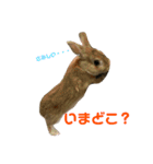 ミニウサギすたんぷ（個別スタンプ：14）