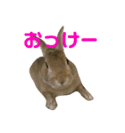 ミニウサギすたんぷ（個別スタンプ：15）