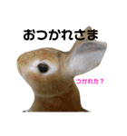 ミニウサギすたんぷ（個別スタンプ：18）