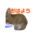 ミニウサギすたんぷ（個別スタンプ：21）