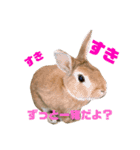 ミニウサギすたんぷ（個別スタンプ：24）
