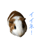 可愛いピノ君（個別スタンプ：1）